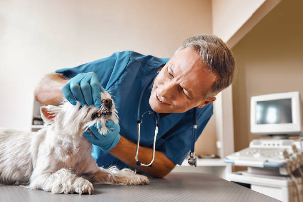 Best Emergency Dental Extractions in Untain View, MO